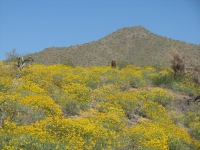 Spring in the desert is gorgeous!